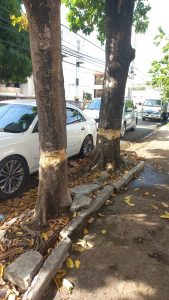 La tala criminal de árboles urbanos – un llamado al Ministerio de Medioambiente